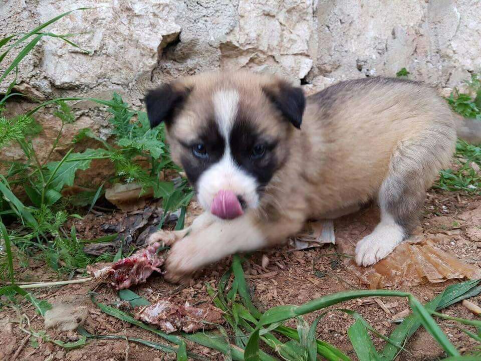 Puppy abandoned in Syria