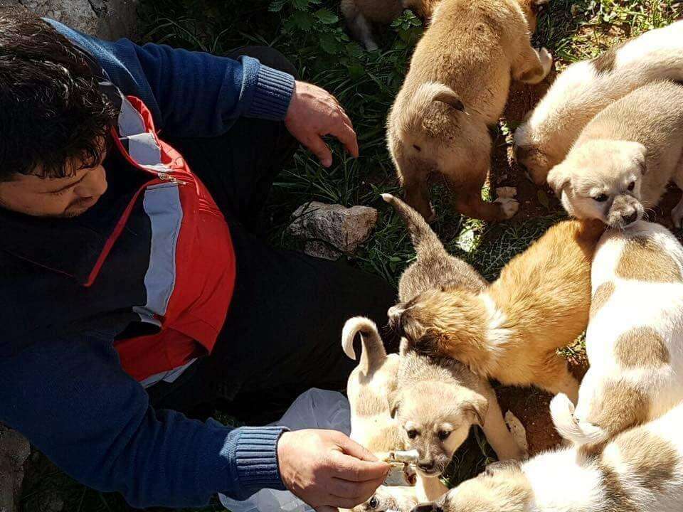 'Cat man' of Aleppo saving abandoned dog and her puppies
