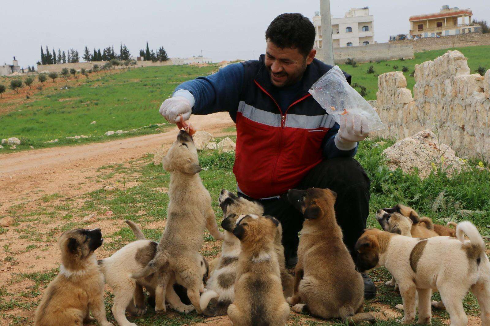 'Cat man' of Aleppo saving abandoned dog and her puppies