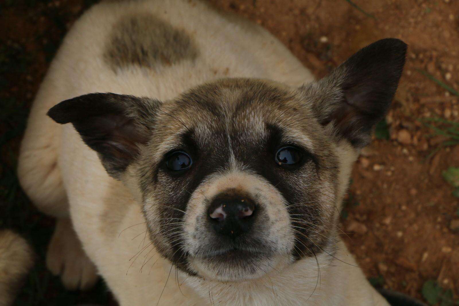 One of the puppies the 'cat man' of Aleppo is saving