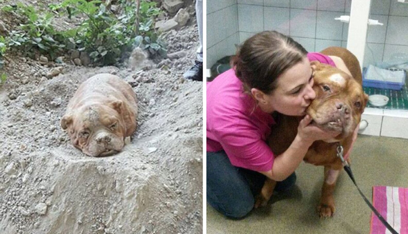Dog Found Buried Alive Defies Her Abuser By Making Full Recovery The Dodo