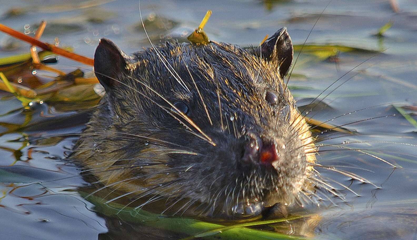 5 Reasons To Adore The Water Rat The Dodo