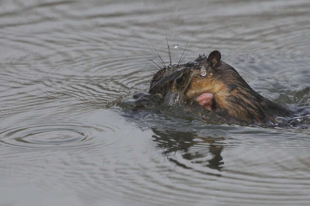 Watwer Rats 5 Reasons To Adore The Water Rat - The Dodo