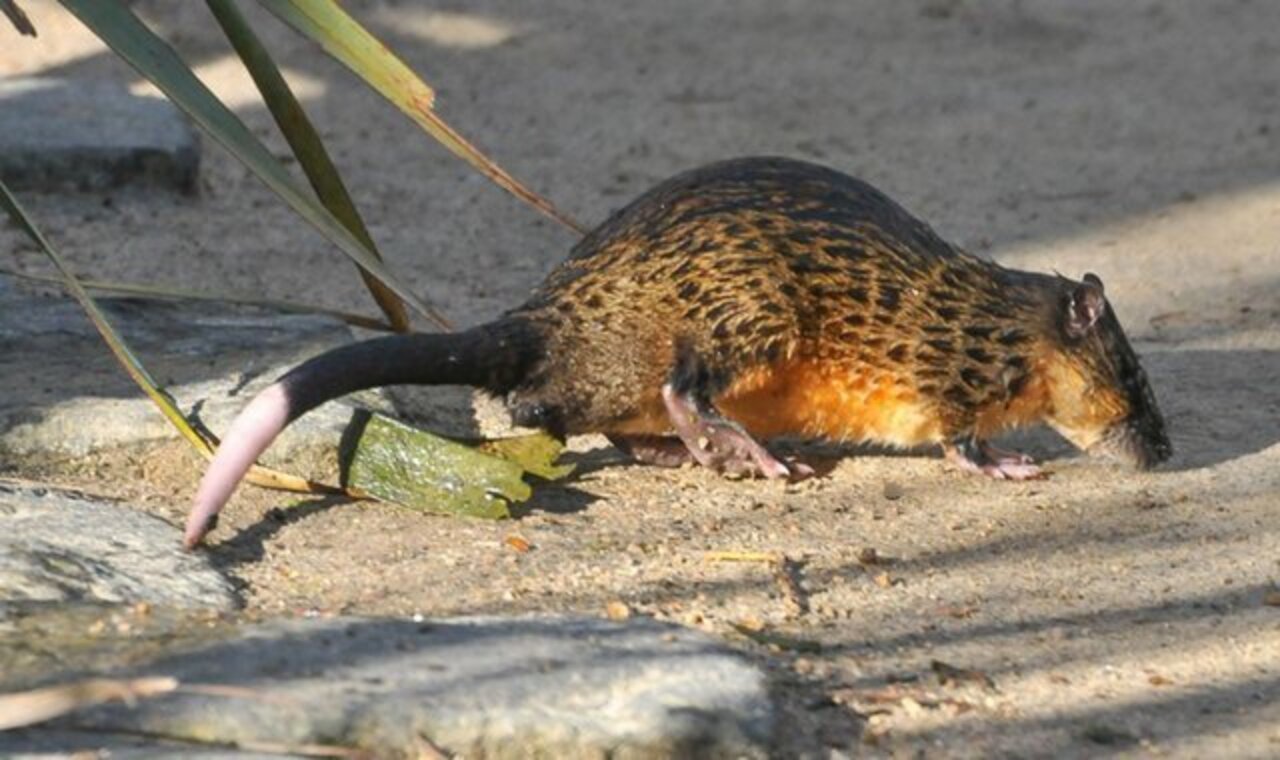 5 Reasons To Adore The Water Rat The Dodo