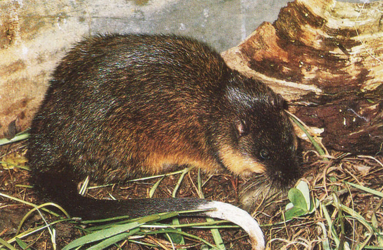 5 Reasons To Adore The Water Rat - The Dodo