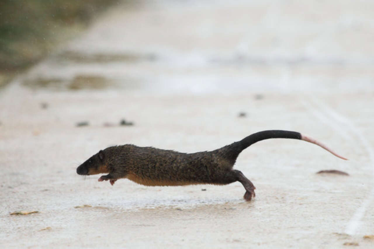 5 Reasons To Adore The Water Rat - The Dodo