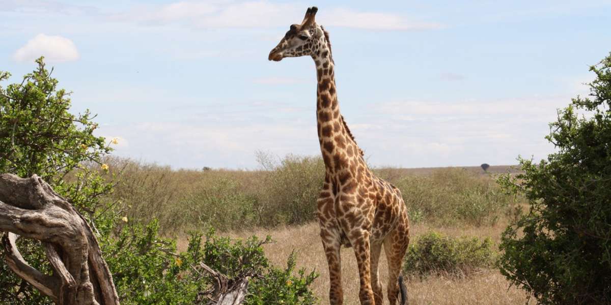 Giraffes Falling Victim To ‘Silent Extinction’ The Dodo