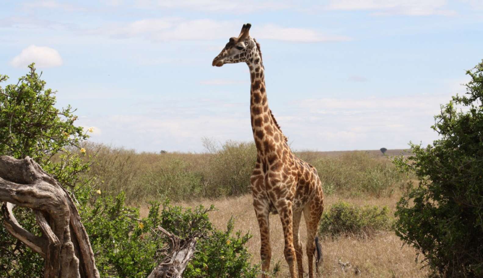 Giraffes Falling Victim To ‘Silent Extinction’ - The Dodo