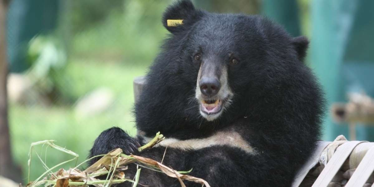 Moon Bear Monday: Lotus Wants All The Attention On Her - The Dodo