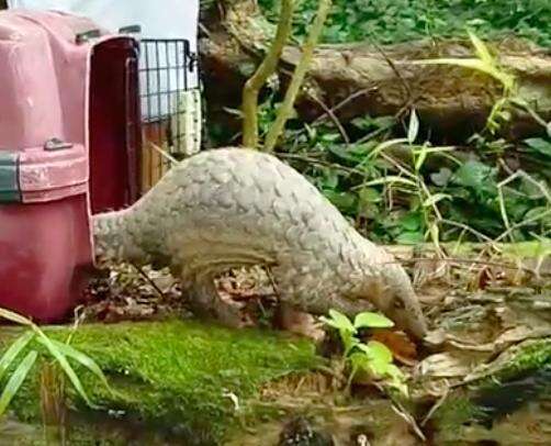 Guys Find Pangolin In Their Dorm And Do The Exact Right Thing - The Dodo