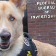 This Is How The FBI Will Crack Animal Cruelty Cases