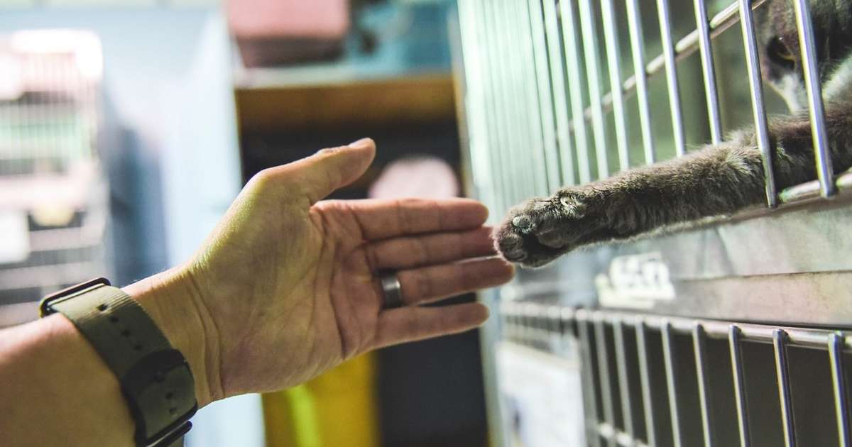 cats reaching out paw