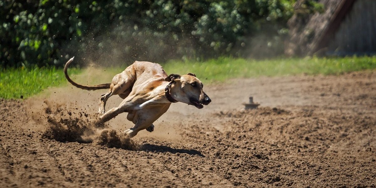 Victory For Greyhounds As Dog Racing Set To End In Texas - The Dodo