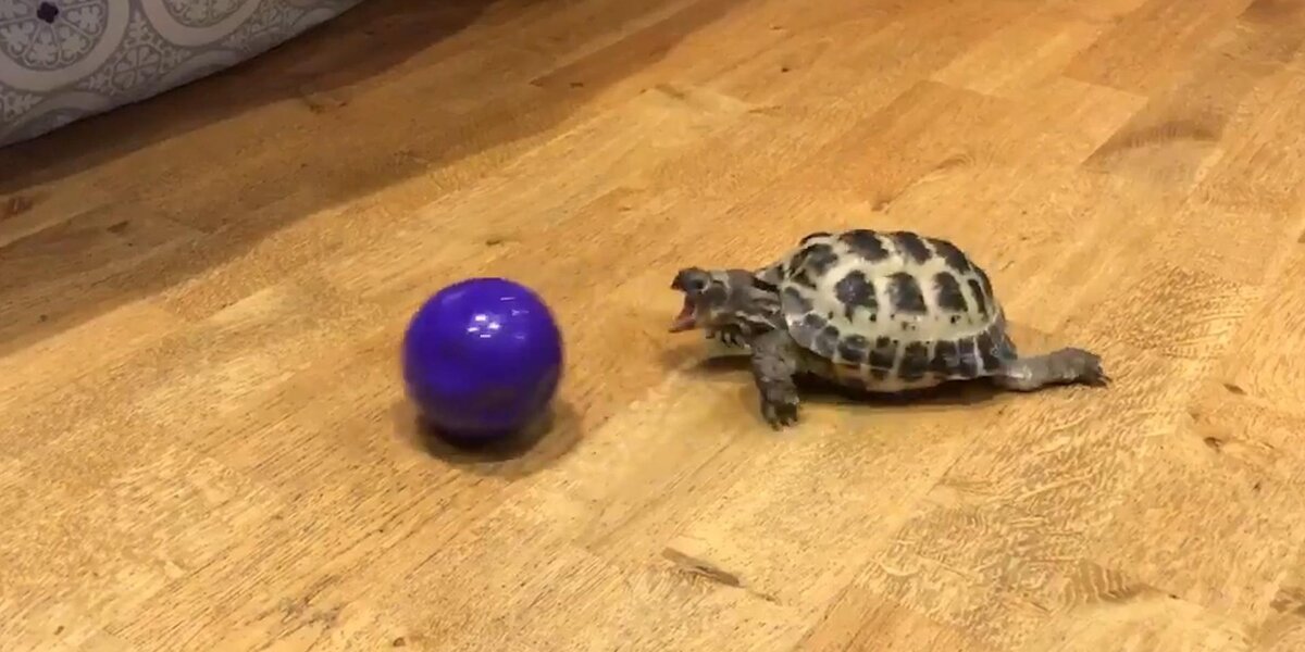Turtle Loves Playing With His Ball - Videos - The Dodo