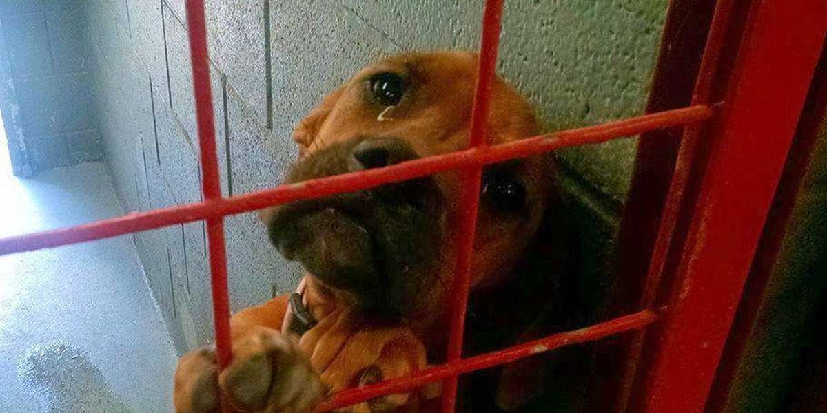 Abandoned Shelter Dog Photographed With Tears In Her Eyes - The Dodo