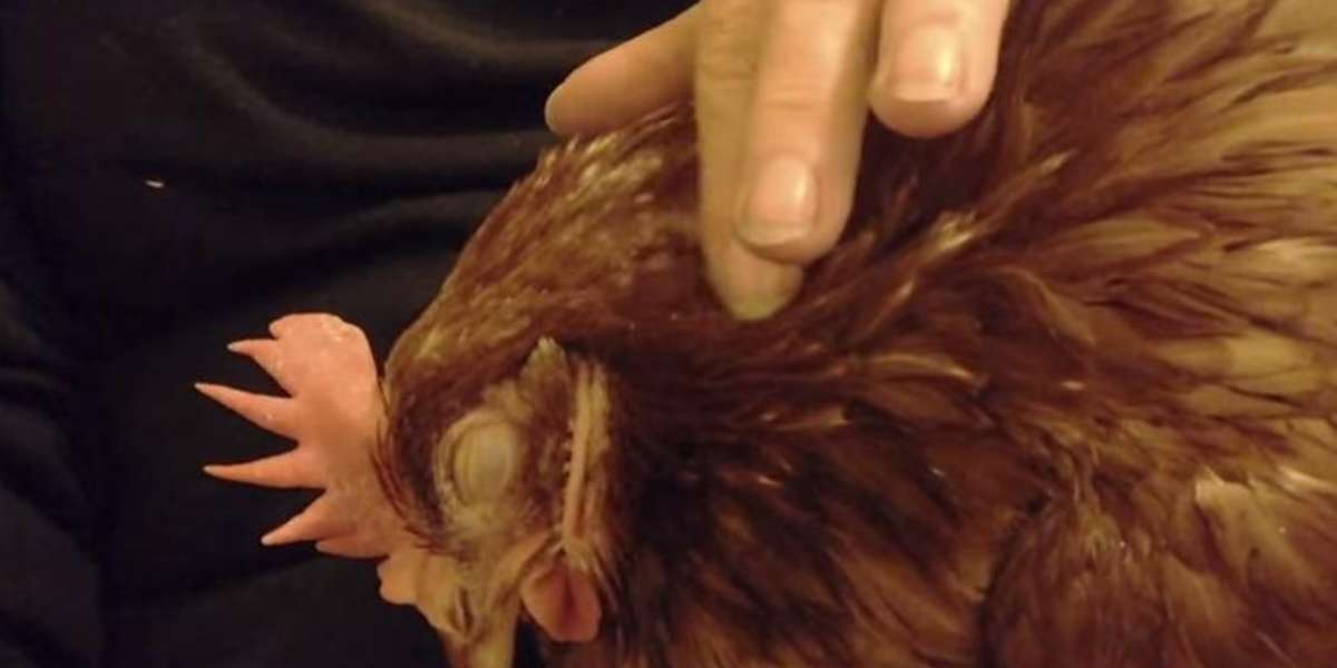 Chicken Receives Human Love Purrs Like A Cat The Dodo