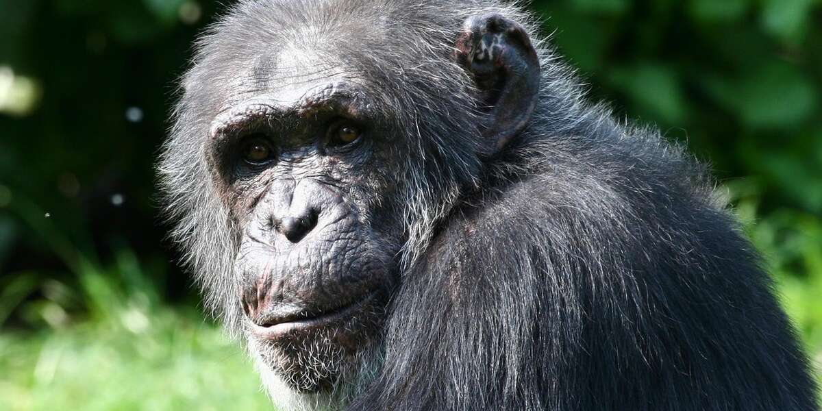 Massive "MegaCulture" Of Chimps Discovered In Remote Congo Forest