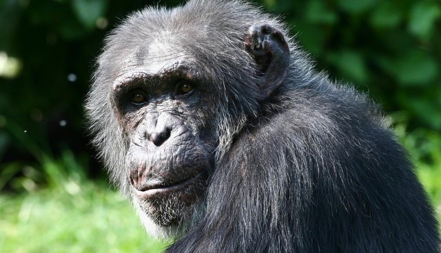 Massive "Mega-Culture" Of Chimps Discovered In Remote Congo Forest