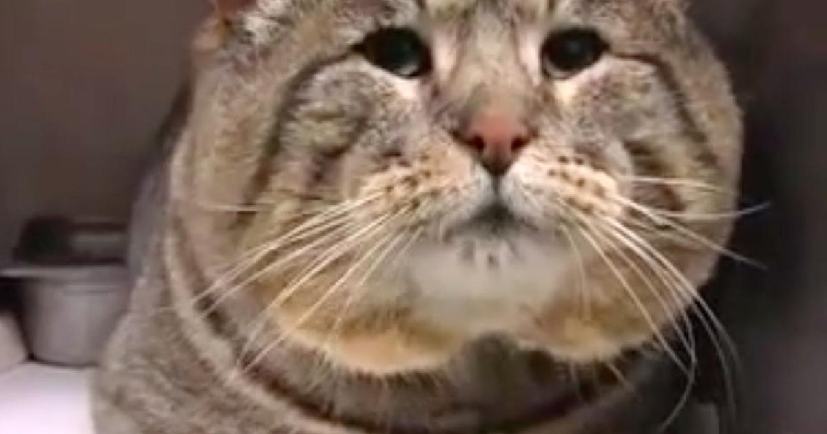 Cat Who Stole Dog Food From Garage Gets Caught In Doggy Door
