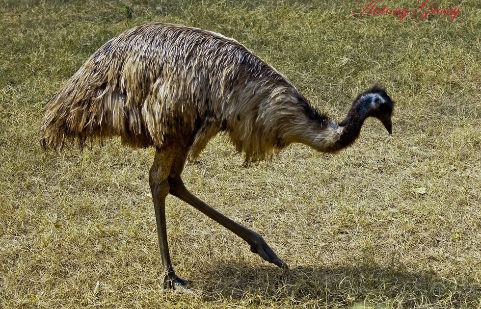 Awkward Emus Learn To Tango With Robotic Ball Toy - The Dodo