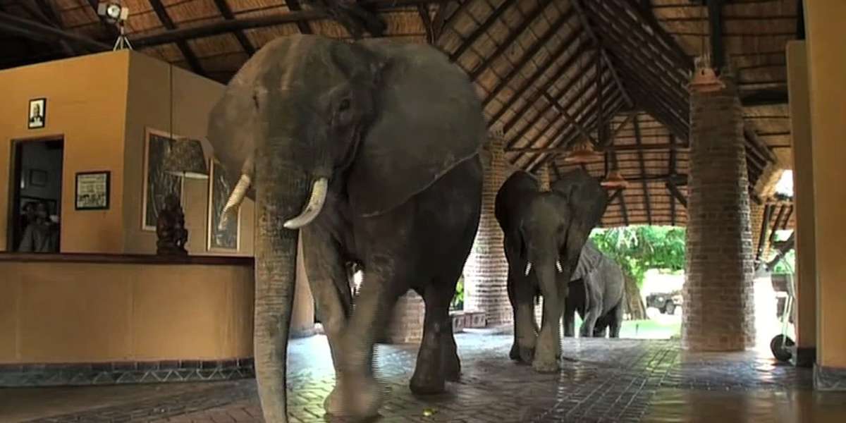 Elephants Cut Through Hotel Lobby Get Mango Tree The Dodo