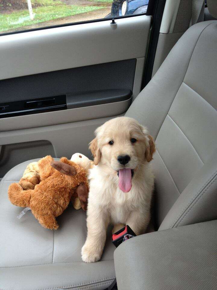 do puppies like car rides