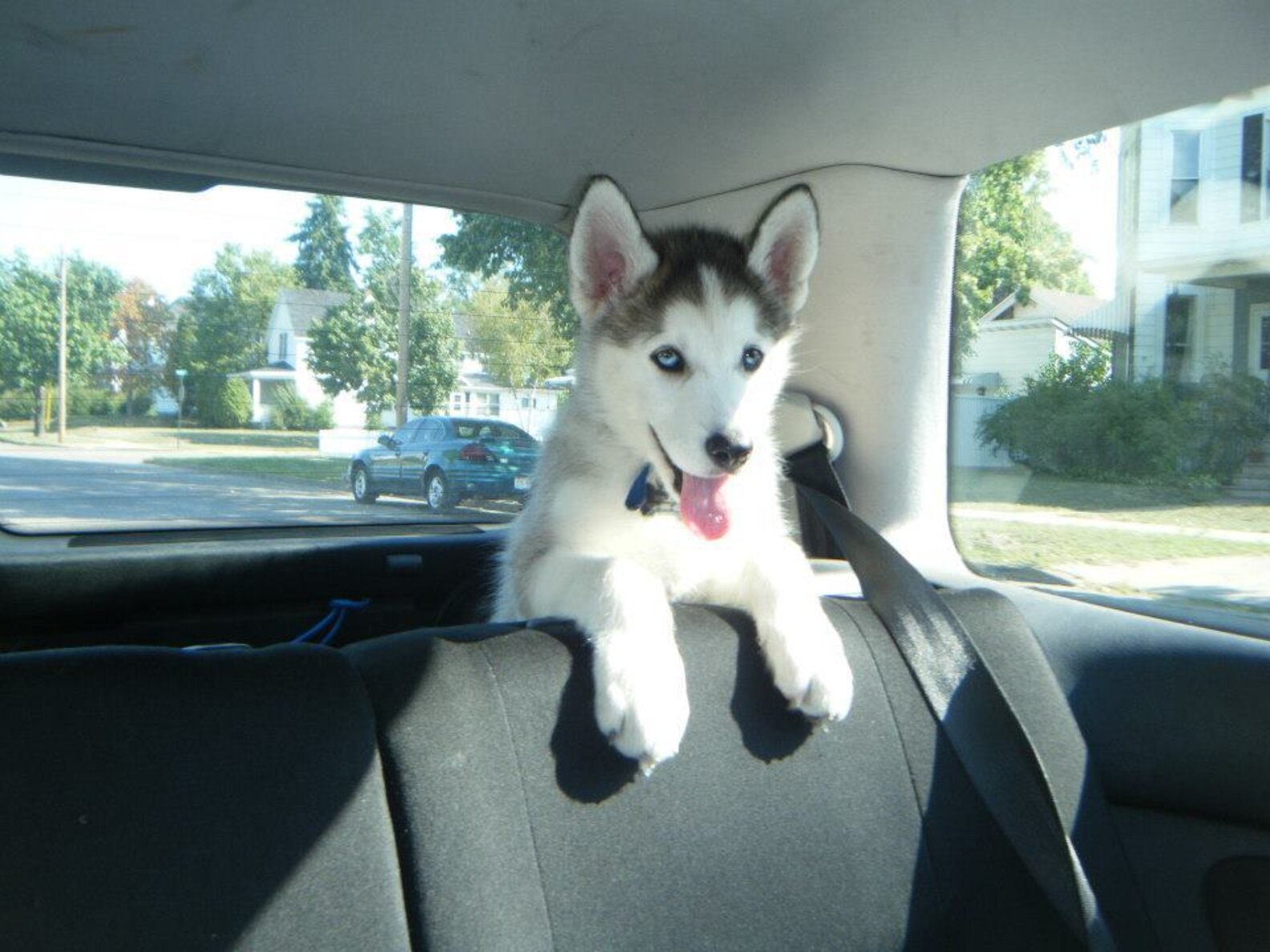 9 Dogs Who Really, Really Want To Go For A Car Ride The Dodo