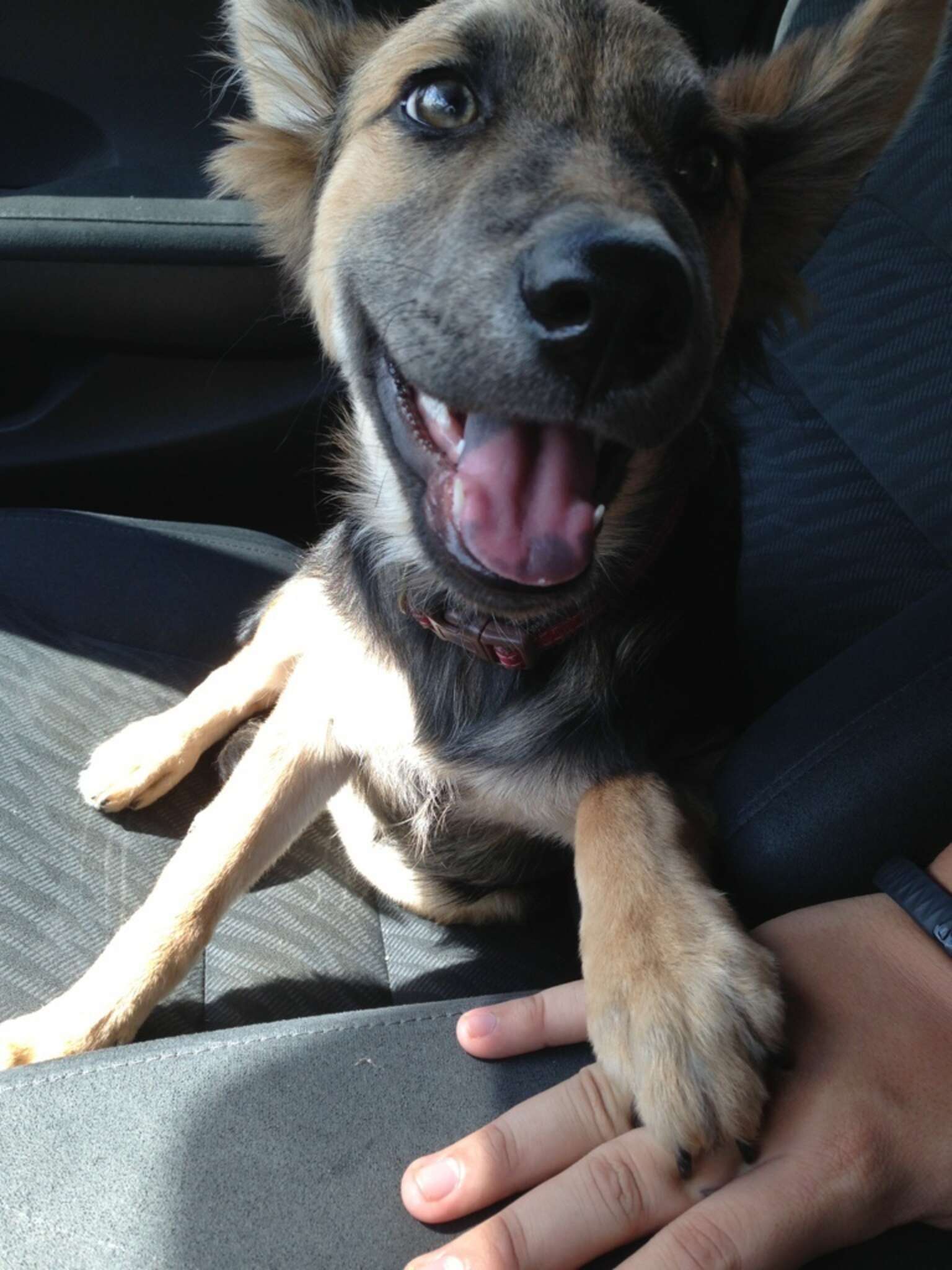 9 Dogs Who Really, Really Want To Go For A Car Ride - The Dodo