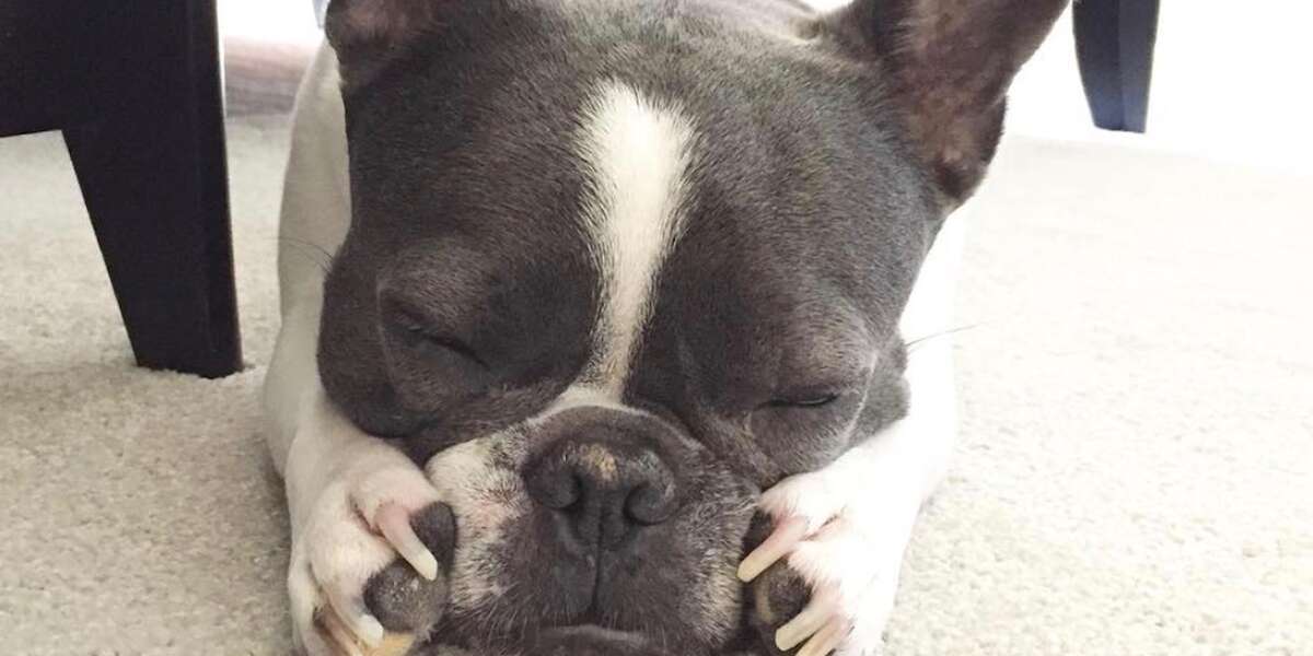 Dog Whose Legs Don't Work Zooms Around Her House The Dodo