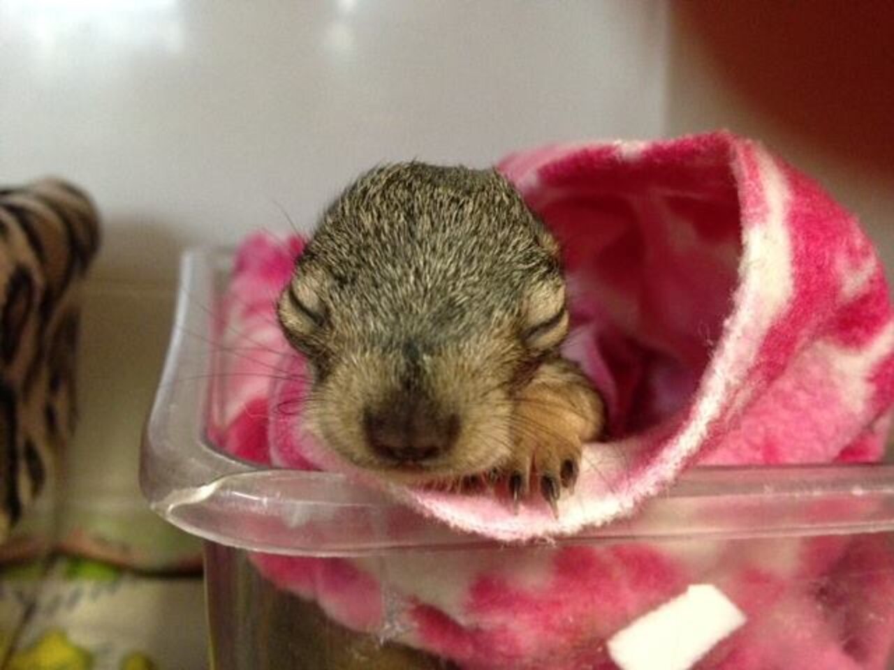 What To Do If You Find A Baby Squirrel On The Ground The