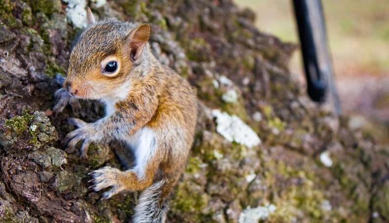 baby tree squirrel