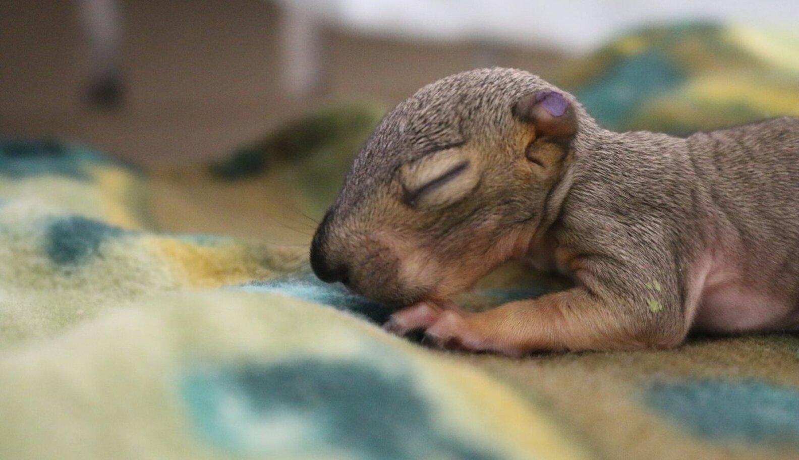 What To Do If You Find A Baby Squirrel On The Ground The Dodo