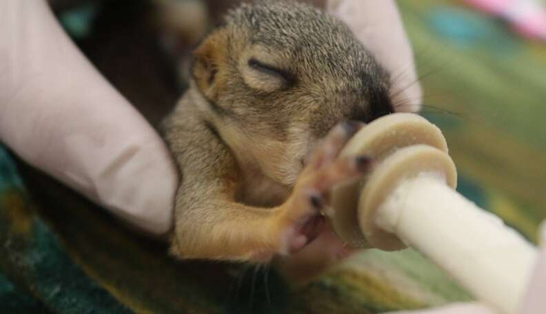 what to feed a baby squirrel that fell out of a tree