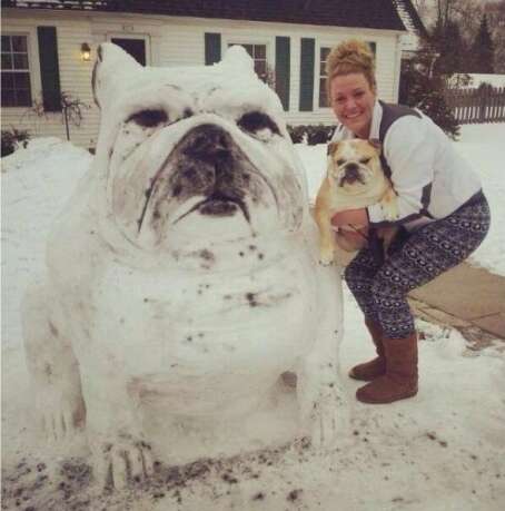 Snow store white bulldogs