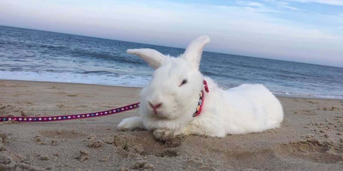 Rescue Bunny Loves Her Beach Vacation The Dodo
