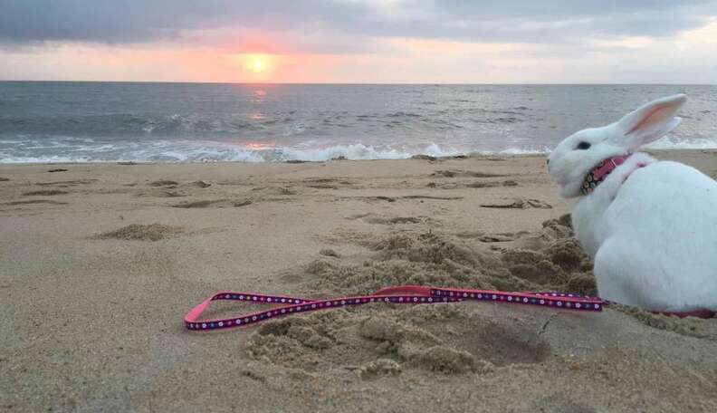 Rescue Bunny LOVES Her Beach Vacation - The Dodo