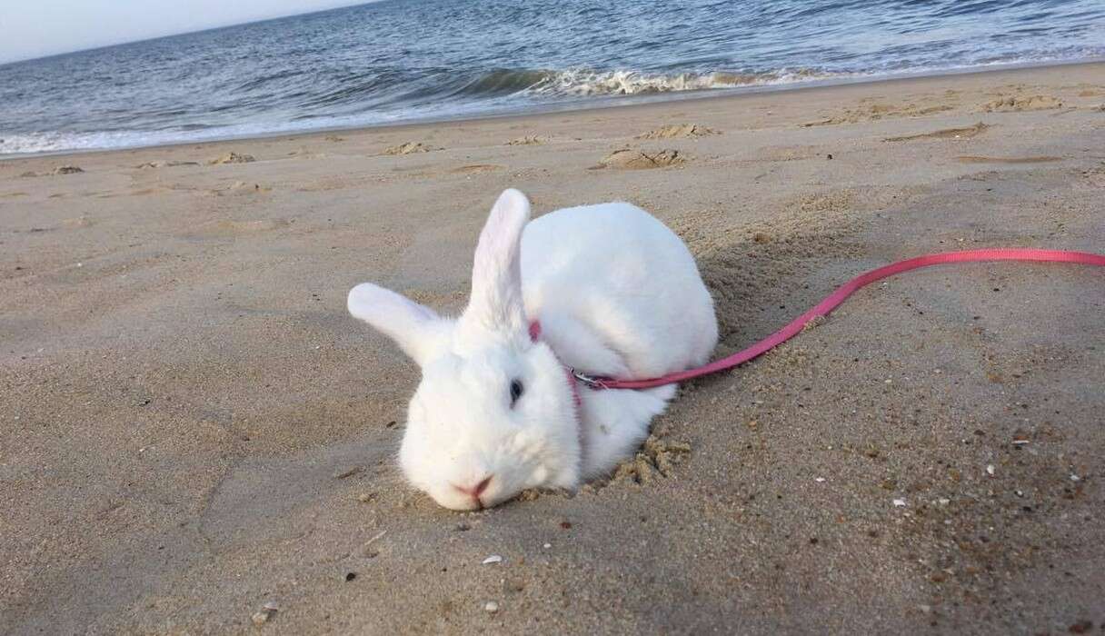 Rescue Bunny LOVES Her Beach Vacation - The Dodo