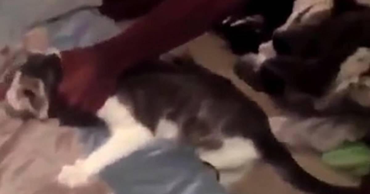 Cats incite violence to System Of A Down in funny video