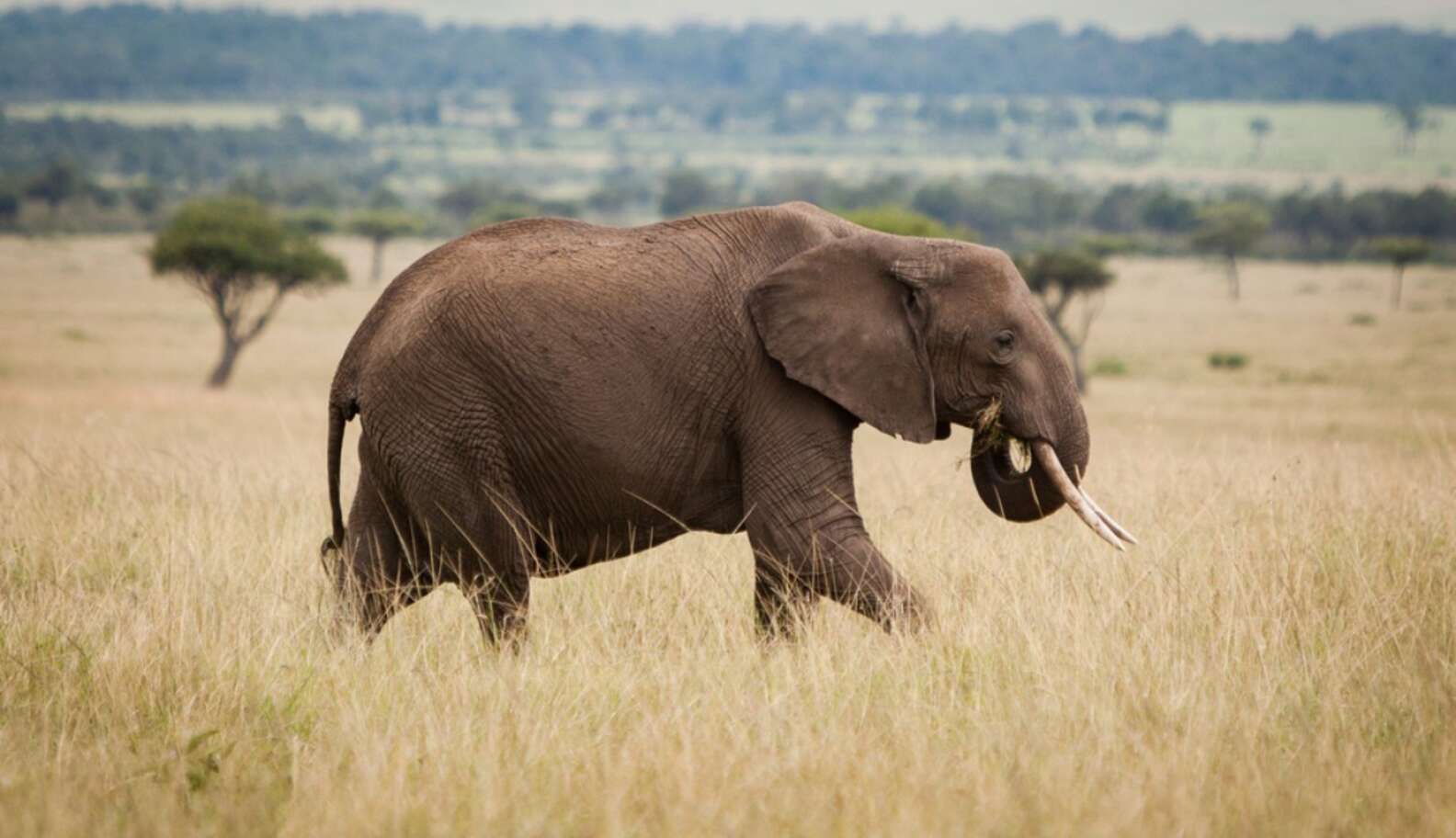 A Year After US Ivory Crush, Global Conversation About Ivory Is ...