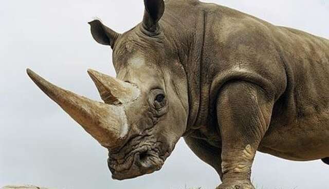 rhinoceros-san-diego-zoo-wildlife-explorers