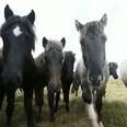 These Are The Sacred, Symbolic Horses  Of Iceland