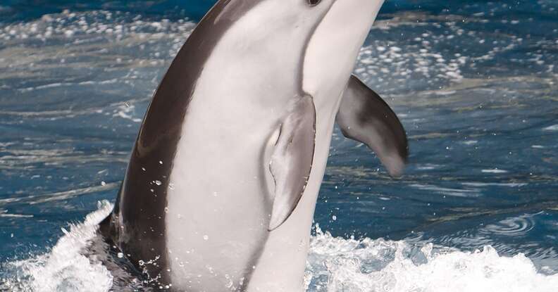 Baby Beluga Dies At SeaWorld After 3 Weeks In A Tank - The Dodo