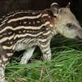 Baby Tapir Finds A Big Brother To Help Her Grow Up