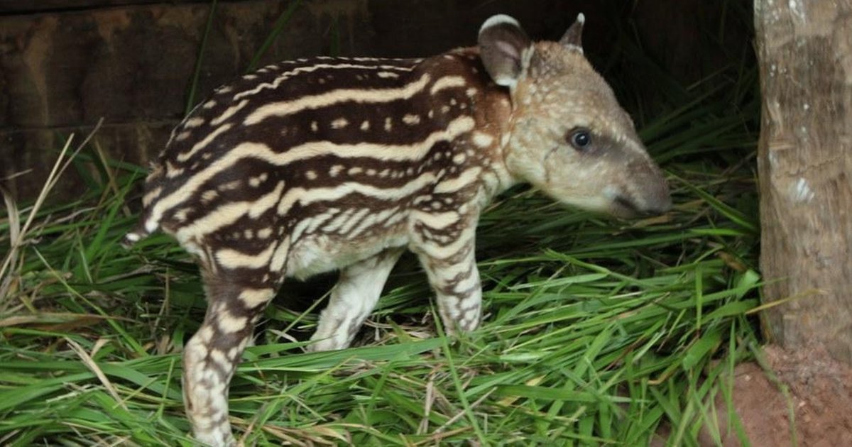 Baby Tapir Finds A Big Brother To Help Her Grow Up - The Dodo