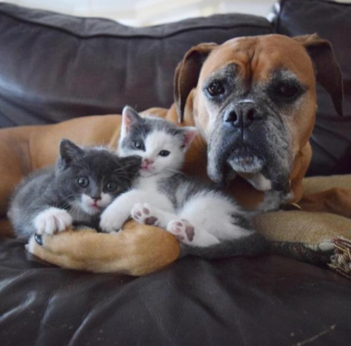 Dog Loves Foster Kittens So Much Her Mom Adopts One For Her The Dodo