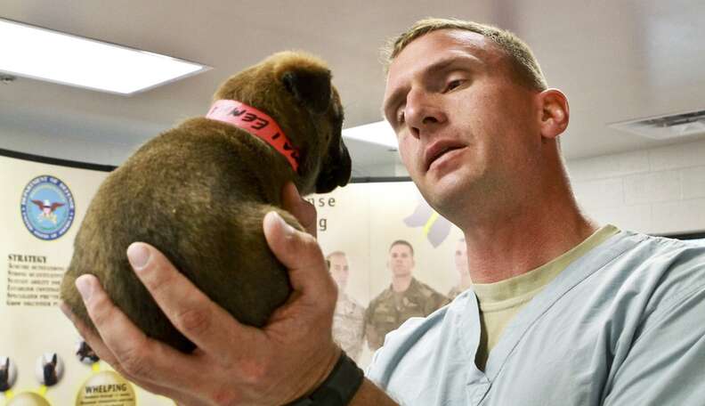 Rescue store therapy dogs