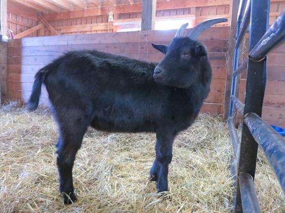 Pepper-Sprayed Goat With 'Profound Fear' Of Humans Finds Peaceful Home ...