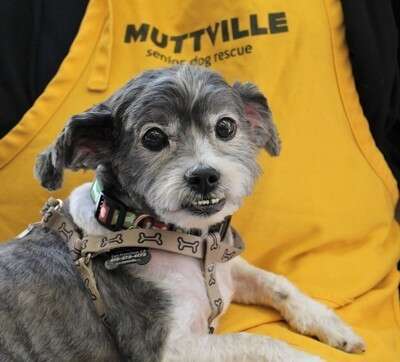 Pops, now safe at Muttville Senior Dog Rescue, San Francisco