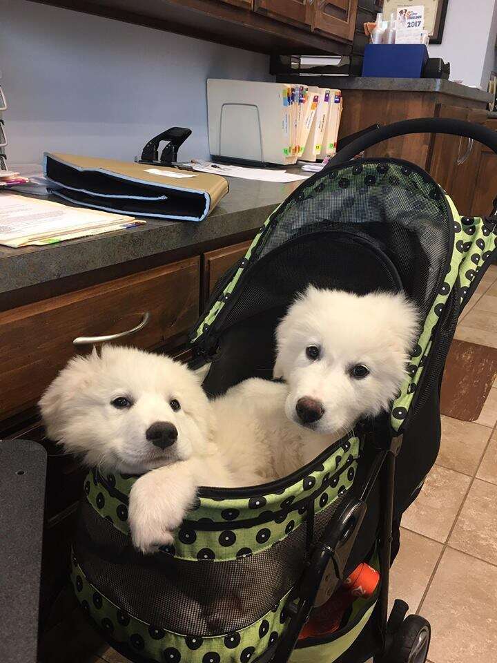 great pyrenees puppies in stroller