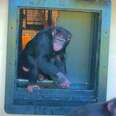 Released Lab Chimps Suddenly Get A Whole New Life